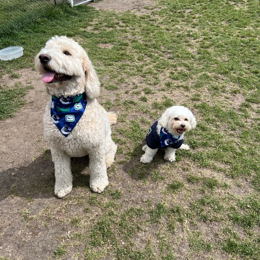 Bandana for Small breed dog - Canucks Navy - Picture 2 of 3